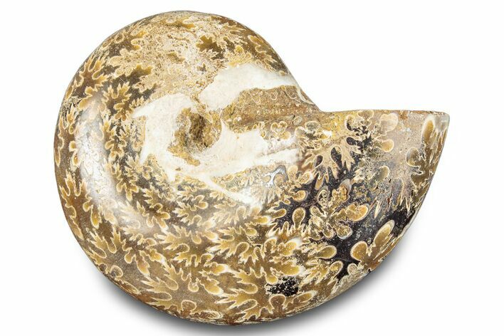 Jurassic Ammonite (Phylloceras) Fossil - Madagascar #283385